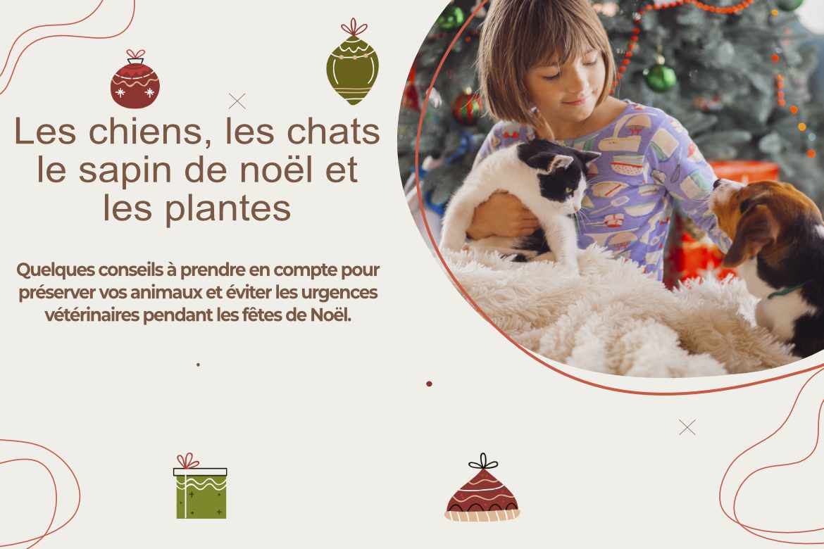 chiens-chats-sapin-plantes-de-noel